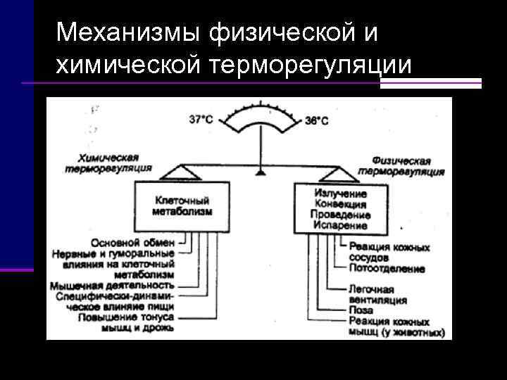 Механизмы физической и химической терморегуляции 