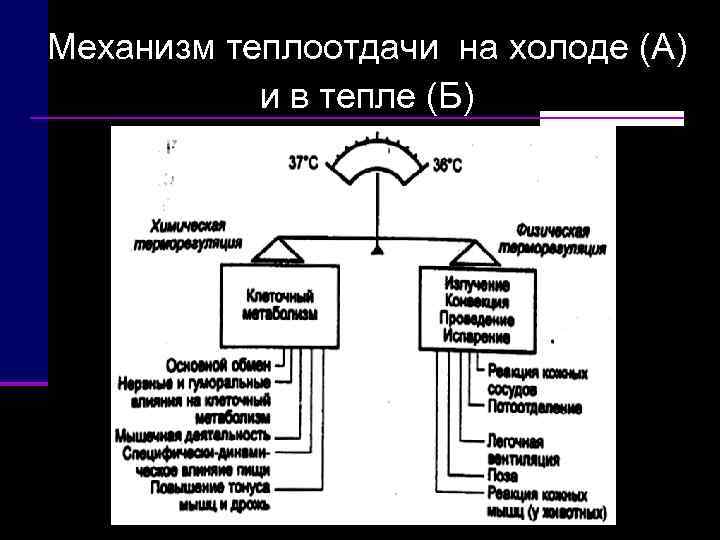 Механизм теплоотдачи на холоде (А)   и в тепле (Б) 