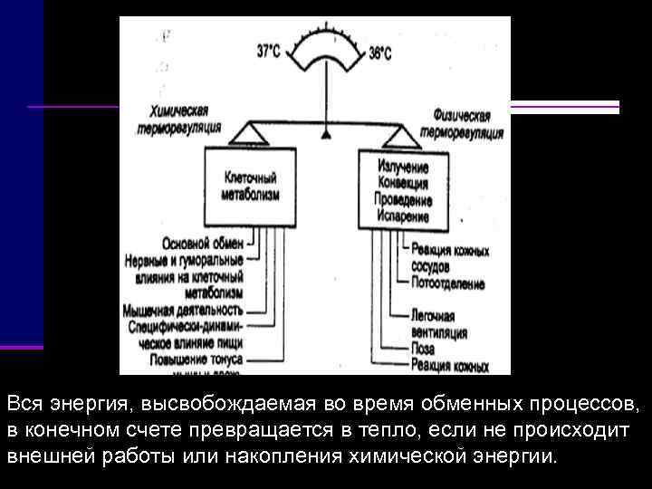 Вся энергия, высвобождаемая во время обменных процессов,  в конечном счете превращается в тепло,