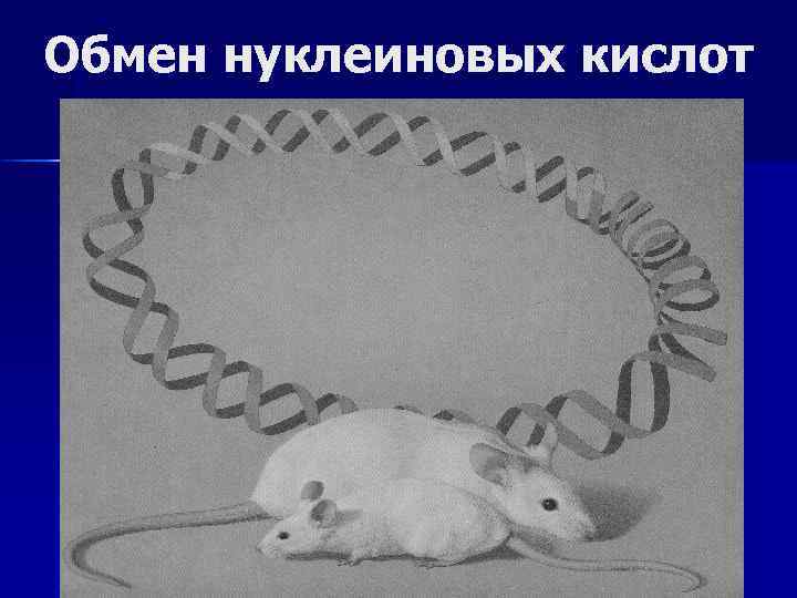 Обмен нуклеиновых кислот 