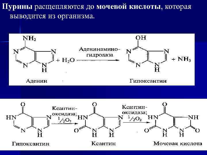 Напишите схему образования мочевой кислоты укажите названия всех ферментов