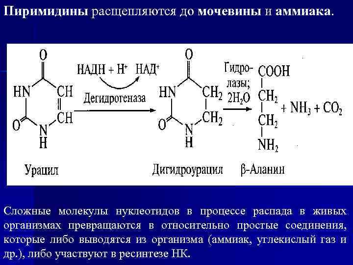 Пиримидины расщепляются до мочевины и аммиака. Сложные молекулы нуклеотидов в процессе распада в живых
