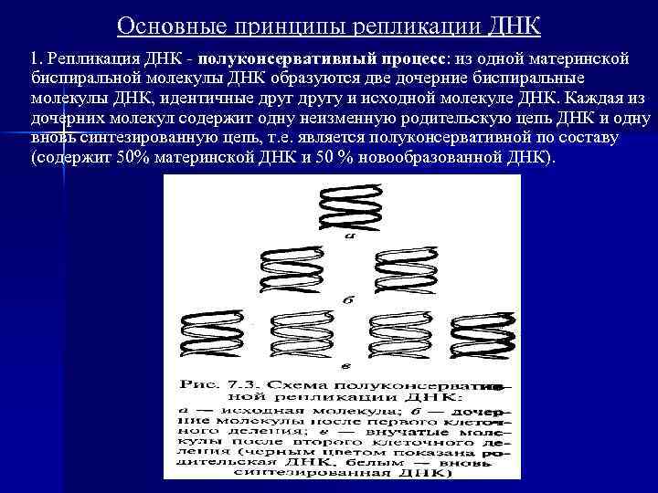 Основные принципы репликации ДНК 1. Репликация ДНК - полуконсервативный процесс: из одной материнской биспиральной