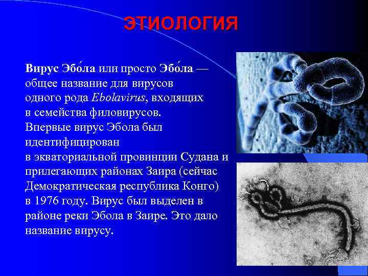 ЭТИОЛОГИЯ Вирус Эбо ла или просто Эбо ла — общее название для вирусов одного