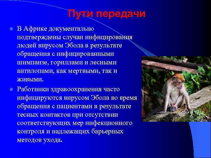 Пути передачи В Африке документально подтверждены случаи инфицирования людей вирусом Эбола в результате обращения