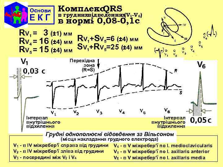 Комплекс QRS Е К Г в груднихвідведеннях(V 1 -V 6) в нормі 0, 08