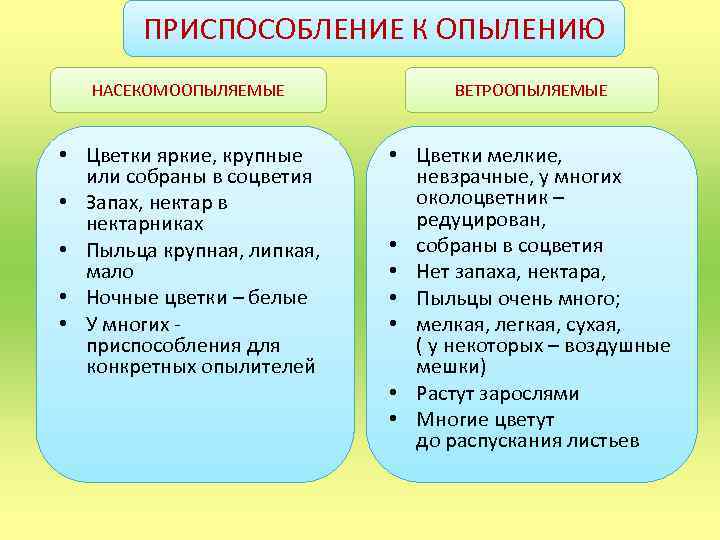 ПРИСПОСОБЛЕНИЕ К ОПЫЛЕНИЮ НАСЕКОМООПЫЛЯЕМЫЕ ВЕТРООПЫЛЯЕМЫЕ • Цветки яркие, крупные или собраны в соцветия •