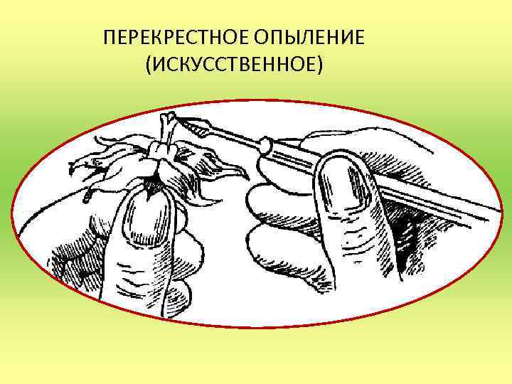 ПЕРЕКРЕСТНОЕ ОПЫЛЕНИЕ (ИСКУССТВЕННОЕ) 