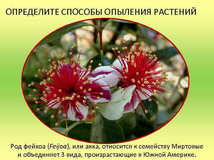 ОПРЕДЕЛИТЕ СПОСОБЫ ОПЫЛЕНИЯ РАСТЕНИЙ Род фейхоа (Feijoa), или акка, относится к семейству Миртовые и