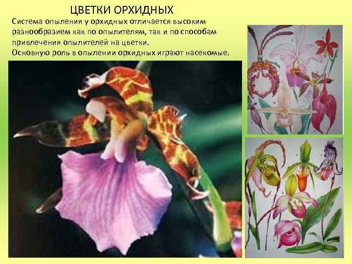 ЦВЕТКИ ОРХИДНЫХ Система опыления у орхидных отличается высоким разнообразием как по опылителям, так и