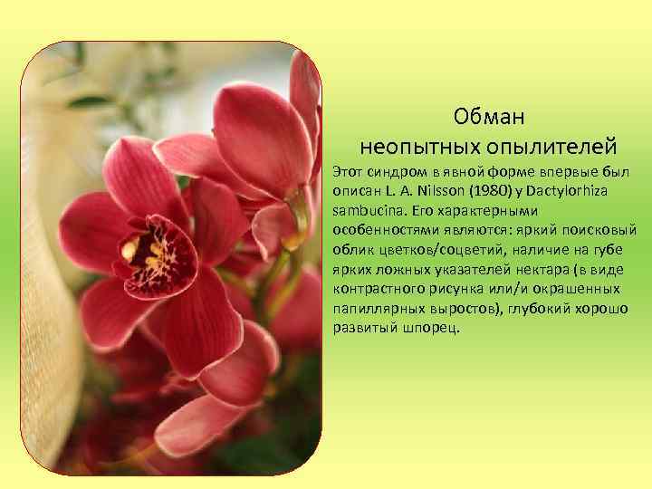 Обман неопытных опылителей Этот синдром в явной форме впервые был описан L. A. Nilsson