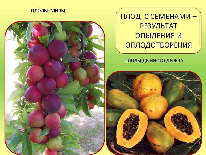 ПЛОДЫ СЛИВЫ ПЛОД С СЕМЕНАМИ – РЕЗУЛЬТАТ ОПЫЛЕНИЯ И ОПЛОДОТВОРЕНИЯ ПЛОДЫ ДЫННОГО ДЕРЕВА 