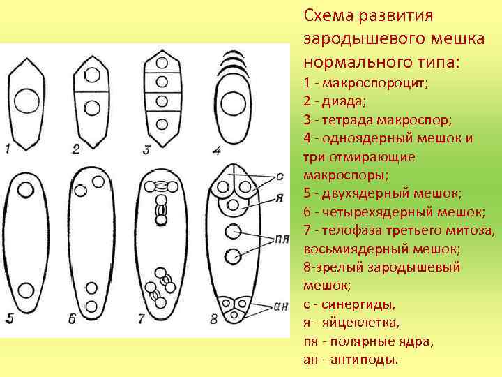 Схема развития зародышевого мешка нормального типа: 1 - макроспороцит; 2 - диада; 3 -