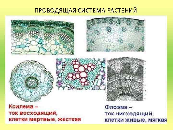 ПРОВОДЯЩАЯ СИСТЕМА РАСТЕНИЙ 