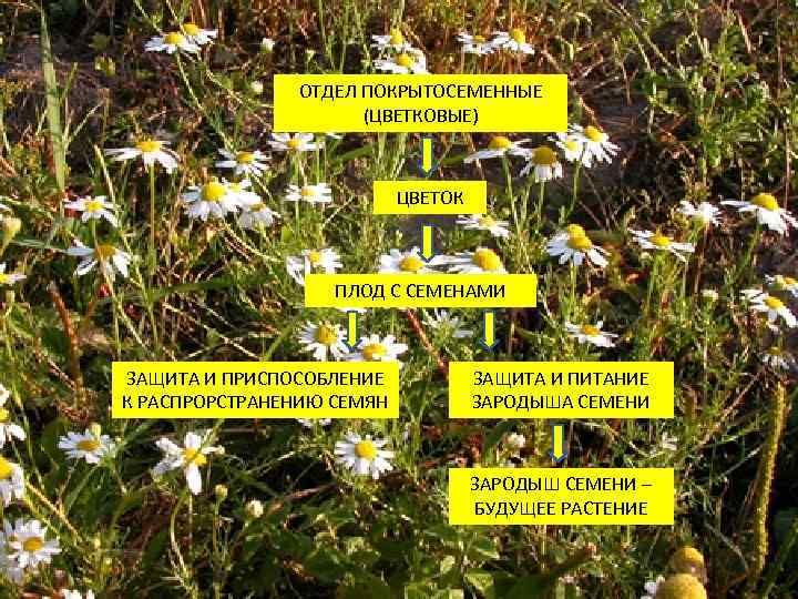 ОТДЕЛ ПОКРЫТОСЕМЕННЫЕ (ЦВЕТКОВЫЕ) ЦВЕТОК ПЛОД С СЕМЕНАМИ ЗАЩИТА И ПРИСПОСОБЛЕНИЕ К РАСПРОРСТРАНЕНИЮ СЕМЯН ЗАЩИТА