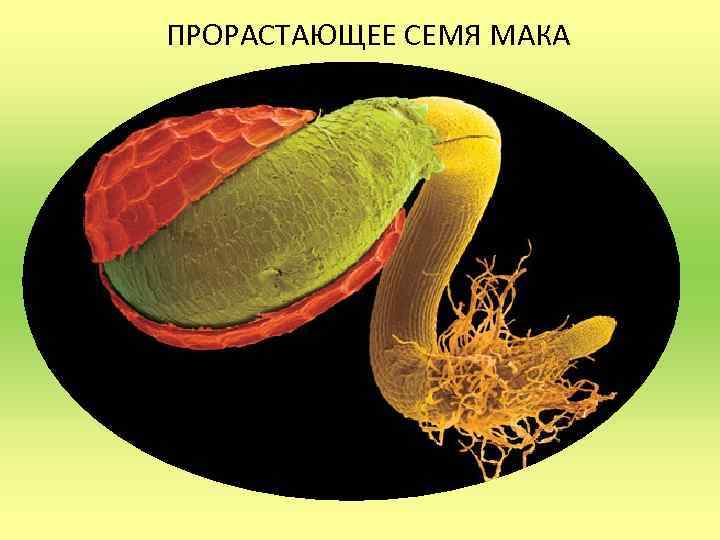 ПРОРАСТАЮЩЕЕ СЕМЯ МАКА Прорастание семени мака 