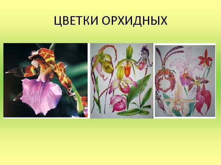ЦВЕТКИ ОРХИДНЫХ 