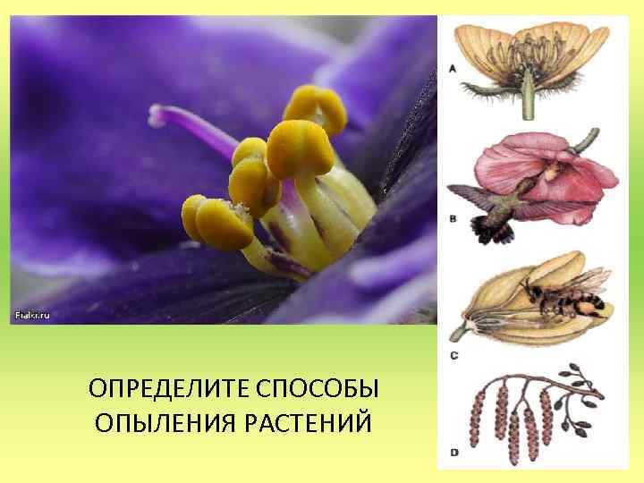 ОПРЕДЕЛИТЕ СПОСОБЫ ОПЫЛЕНИЯ РАСТЕНИЙ 