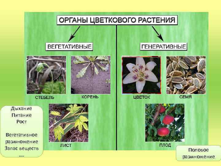 Виды органов растения вегетативные генеративные