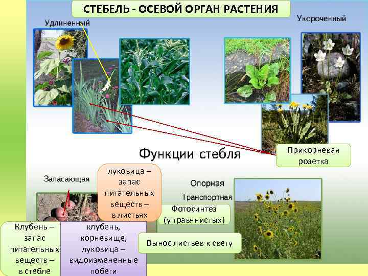 СТЕБЕЛЬ - ОСЕВОЙ ОРГАН РАСТЕНИЯ Клубень – запас питательных веществ – в стебле луковица