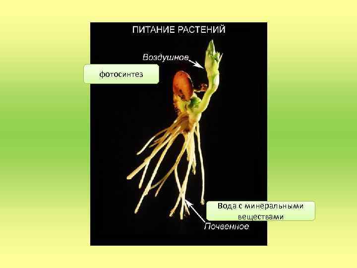 фотосинтез Вода с минеральными веществами 