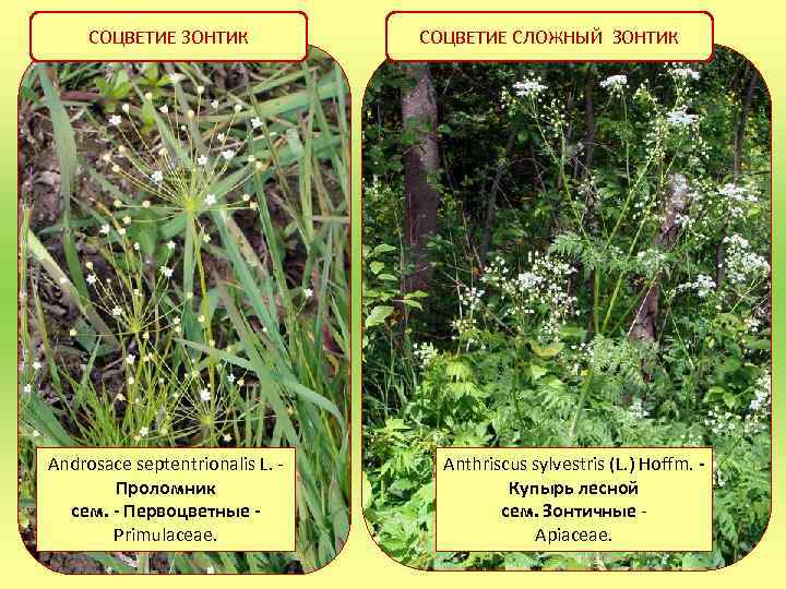 СОЦВЕТИЕ ЗОНТИК Androsace septentrionalis L. Проломник сем. - Первоцветные Primulaceae. СОЦВЕТИЕ СЛОЖНЫЙ ЗОНТИК СОЦВЕТИЯ