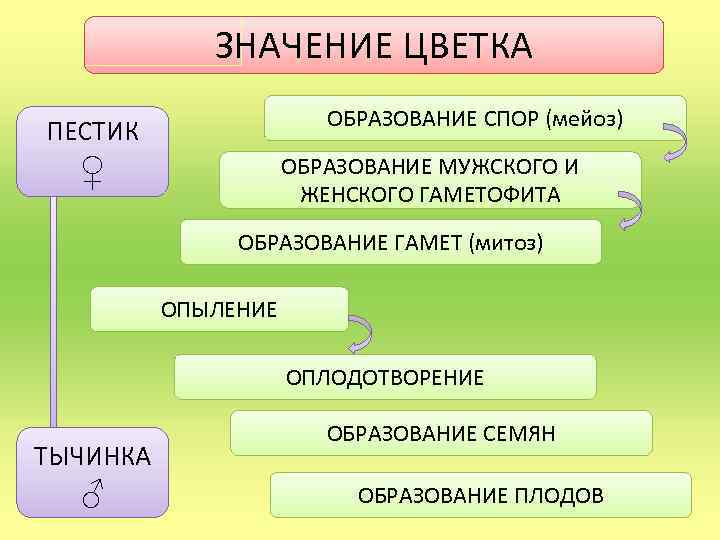 ЗНАЧЕНИЕ ЦВЕТКА ОБРАЗОВАНИЕ СПОР (мейоз) ПЕСТИК ♀ ОБРАЗОВАНИЕ МУЖСКОГО И ЖЕНСКОГО ГАМЕТОФИТА ОБРАЗОВАНИЕ ГАМЕТ