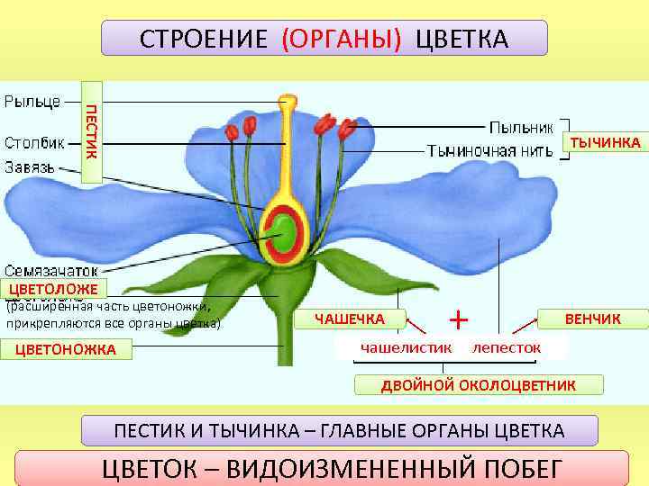 СТРОЕНИЕ (ОРГАНЫ) ЦВЕТКА ПЕСТИК ТЫЧИНКА ЦВЕТОЛОЖЕ (расширенная часть цветоножки, прикрепляются все органы цветка) ЦВЕТОНОЖКА