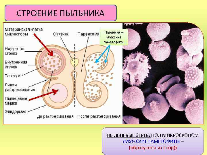 Пыльник где находится биология