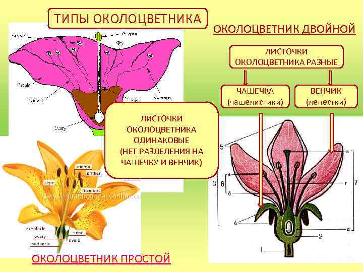 Виды околоцветника