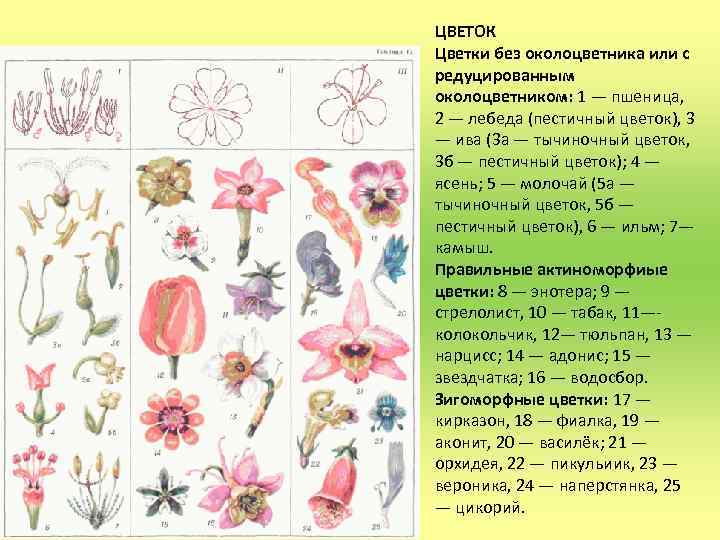 ЦВЕТОК Цветки без околоцветника или с редуцированным околоцветником: 1 — пшеница, 2 — лебеда