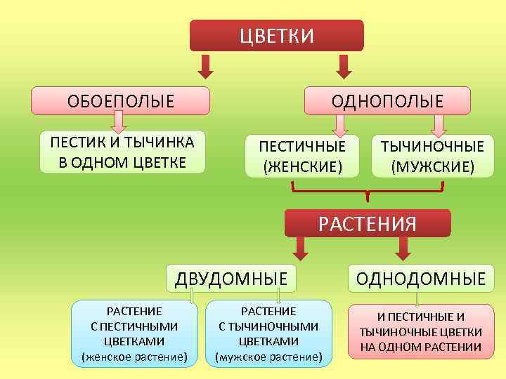 ЦВЕТКИ ОБОЕПОЛЫЕ ОДНОПОЛЫЕ ПЕСТИК И ТЫЧИНКА В ОДНОМ ЦВЕТКЕ ПЕСТИЧНЫЕ (ЖЕНСКИЕ) ТЫЧИНОЧНЫЕ (МУЖСКИЕ) РАСТЕНИЯ