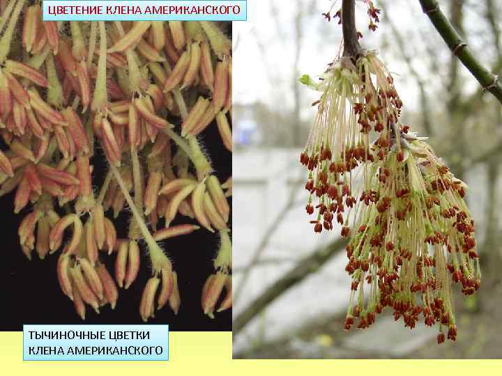 ЦВЕТЕНИЕ КЛЕНА АМЕРИКАНСКОГО ТЫЧИНОЧНЫЕ ЦВЕТКИ КЛЕНА АМЕРИКАНСКОГО 