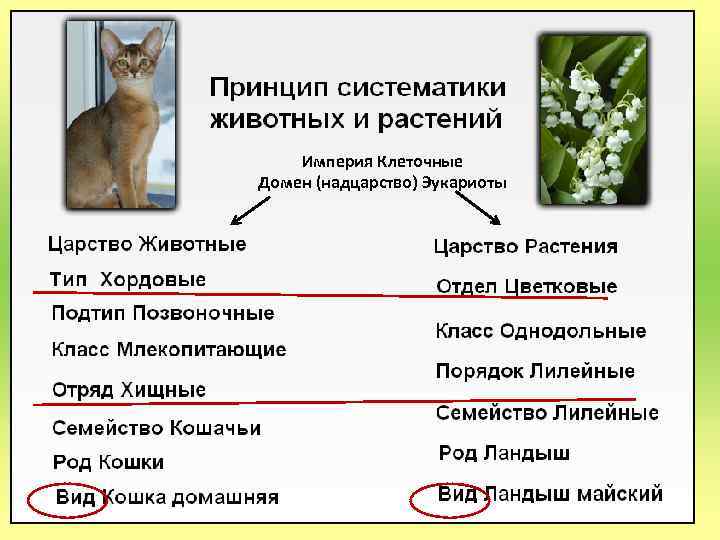 Империя Клеточные Домен (надцарство) Эукариоты 