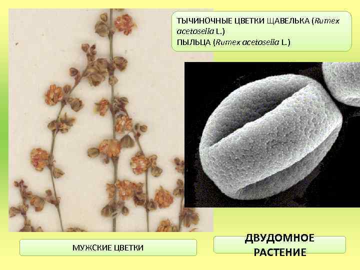 ТЫЧИНОЧНЫЕ ЦВЕТКИ ЩАВЕЛЬКА (Rumex acetosella L. ) ПЫЛЬЦА (Rumex acetosella L. ) МУЖСКИЕ ЦВЕТКИ