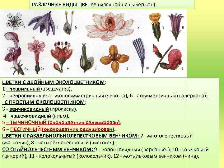 Околоцветник яблони. Типы околоцветника цветка. Цветок с двойным околоцветником. Простой венчиковидный околоцветник. Редуцированный околоцветник.