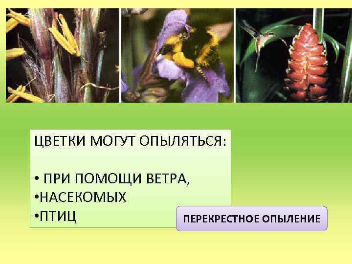 ЦВЕТКИ МОГУТ ОПЫЛЯТЬСЯ: • ПРИ ПОМОЩИ ВЕТРА, • НАСЕКОМЫХ • ПТИЦ ПЕРЕКРЕСТНОЕ ОПЫЛЕНИЕ 