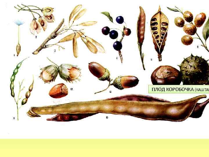 ПЛОД КОРОБОЧКА (КАШТАН 