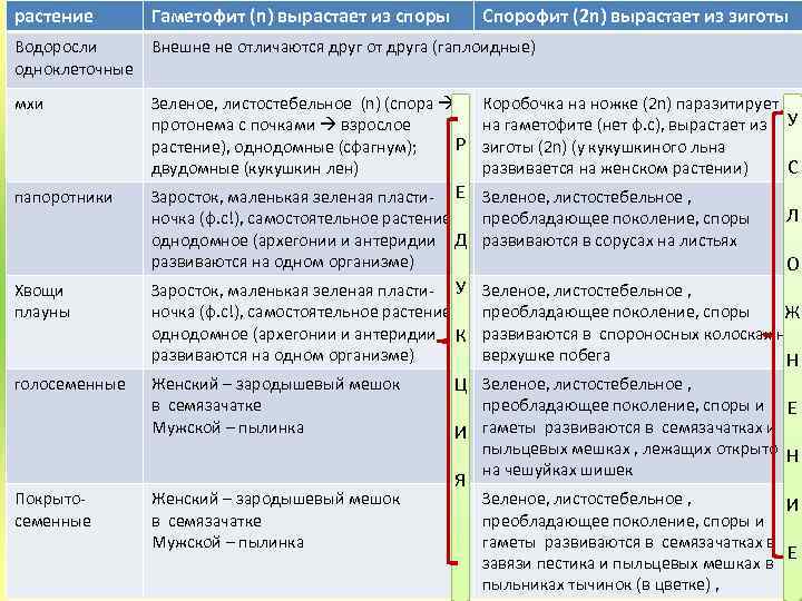 растение Гаметофит (n) вырастает из споры Спорофит (2 n) вырастает из зиготы Водоросли Внешне