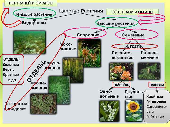 4 царство растения. Отделы высших растений. Отделы низших растений. Отделы растений органы растений. Высшие и низшие органы растений.