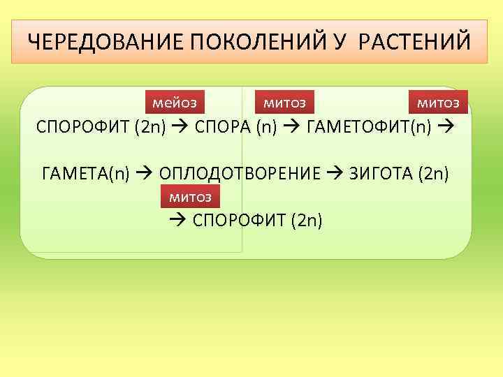 ЧЕРЕДОВАНИЕ ПОКОЛЕНИЙ У РАСТЕНИЙ мейоз митоз СПОРОФИТ (2 n) СПОРА (n) ГАМЕТОФИТ(n) ГАМЕТА(n) ОПЛОДОТВОРЕНИЕ