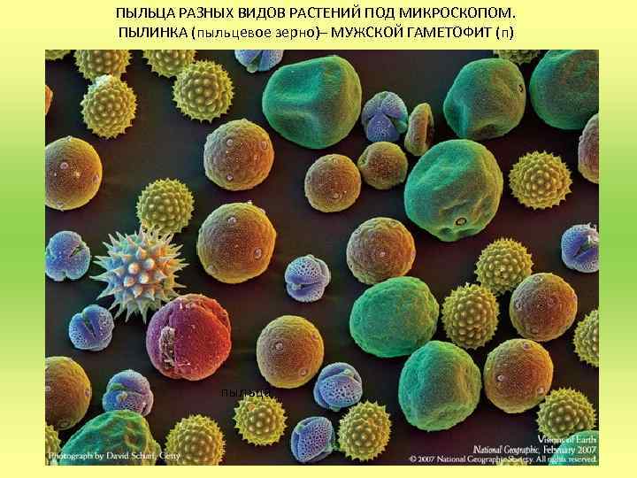 Пыльца растений под микроскопом фото