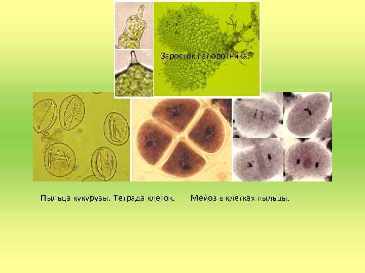 Заросток папоротника. Пыльца кукурузы. Тетрада клеток. Мейоз в клетках пыльцы. 
