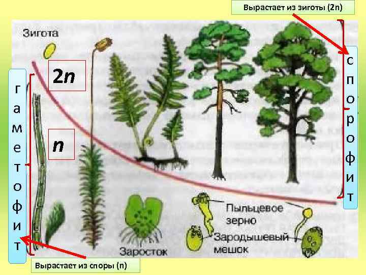 Вырастает из зиготы (2 n) г а м е т о ф и т