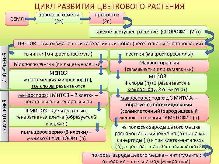 ЦИКЛ РАЗВИТИЯ ЦВЕТКОВОГО РАСТЕНИЯ СЕМЯ зародыш семени (2 n) проросток (2 n) зрелое цветущее