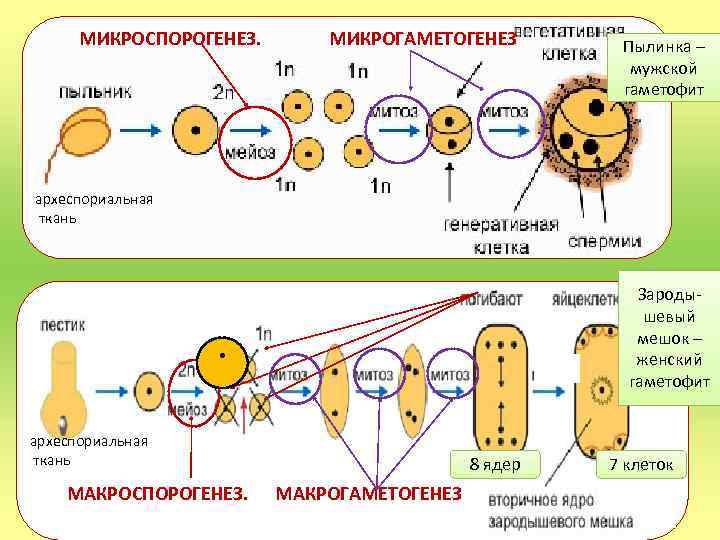 Стадии мужского гаметофита. Цикл покрытосеменных макроспорогенез. Микроспорогенез и образование мужского гаметофита схема. Схема развития зародышевого мешка. Образование мужского гаметофита у покрытосеменных схема.
