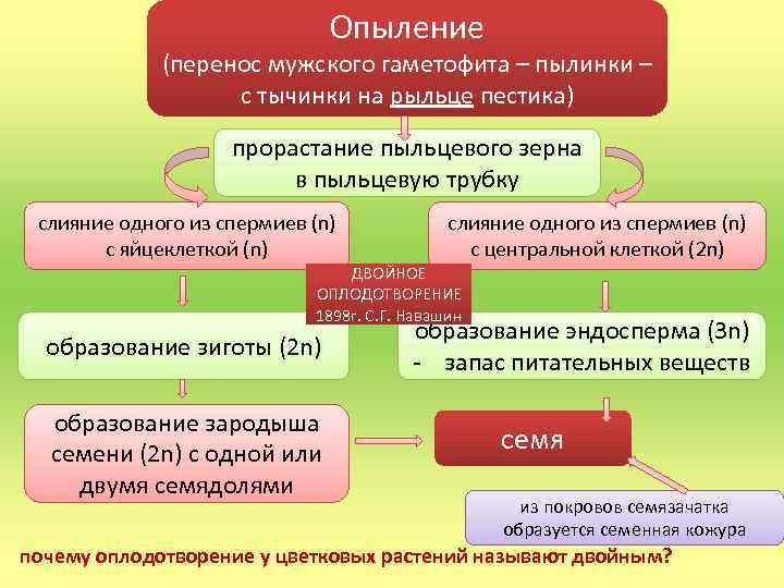 Опыление (перенос мужского гаметофита – пылинки – с тычинки на рыльце пестика) прорастание пыльцевого