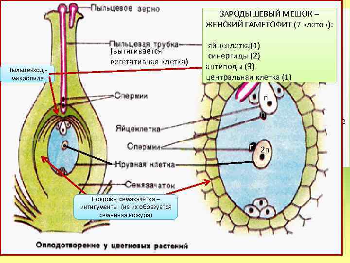 Женский гаметофит зародышевый мешок