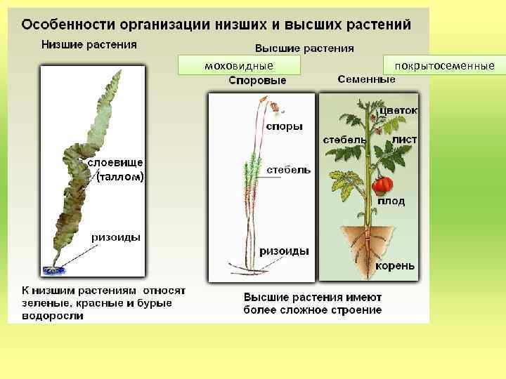 моховидные (таллом) покрытосеменные 