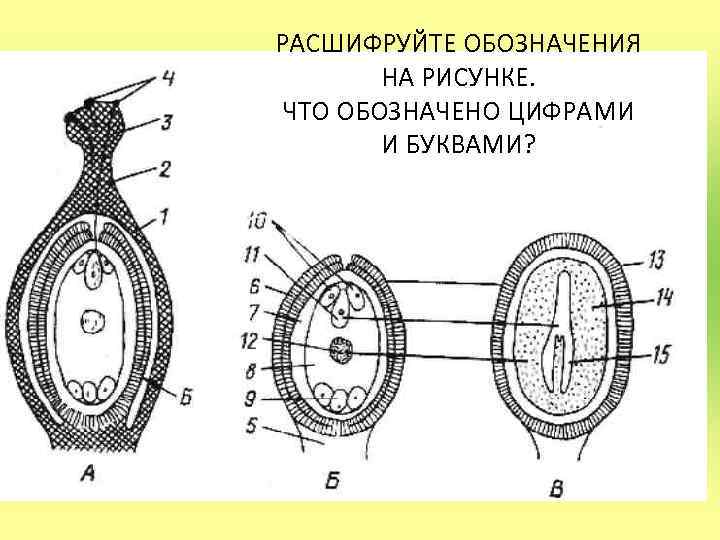 Семяпочка на рисунке